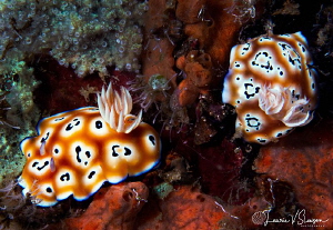 Goniobranchus leopardus twins/Photographed with a Canon 6... by Laurie Slawson 